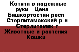 Котята в надежные руки › Цена ­ 1 - Башкортостан респ., Стерлитамакский р-н, Стерлитамак г. Животные и растения » Кошки   